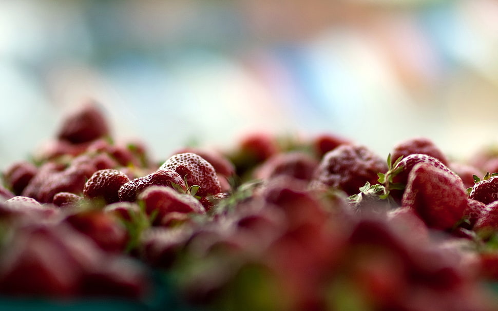 selective focus photography of strawberry fruit HD wallpaper